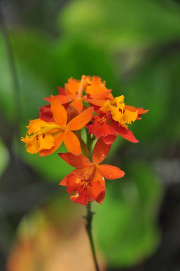 belíssimas flores crescem nos terrenos formados por lava vulcânica, no Parque Nacional Arenal, na Costa Rica